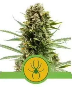 WHITE WIDOW AUTO