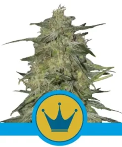 bairesgrow ebc3b323 e5b2 4bc1 864d 6b4533cfc9bd605 2 2.webp