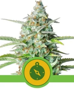 bairesgrow eccd91ba 425e 4e41 8dd3 fee8de3236a9502 4.webp