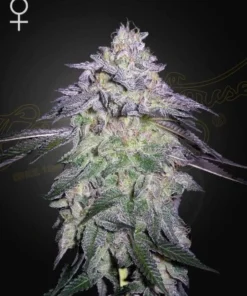 bairesgrow ecd3459f 971b 4b3a b586 f9a0885101dd12401.webp
