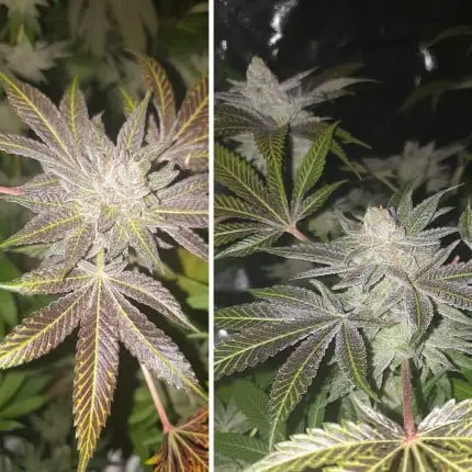bairesgrow ed5d85a6 e4f8 407c 9170 34a31cd1b7201050.webp