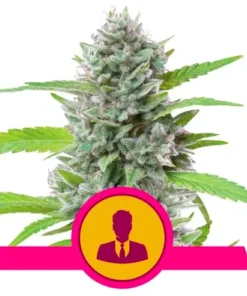 bairesgrow ee7cf3bd a21d 422f 8ef1 e6dd679566de765 3.webp