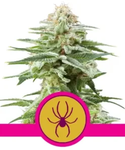 WHITE WIDOW