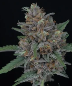 bairesgrow f0924546 2315 4615 95e1 ce394f51869712775.webp