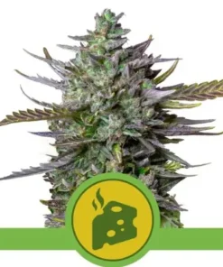 BLUE CHEESE AUTO
