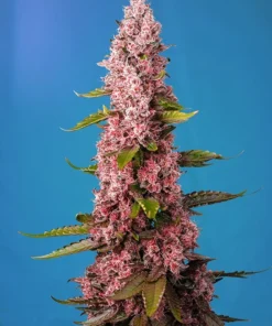 bairesgrow f1753a64 e5e4 41a2 8953 9f7e8e217829320.webp