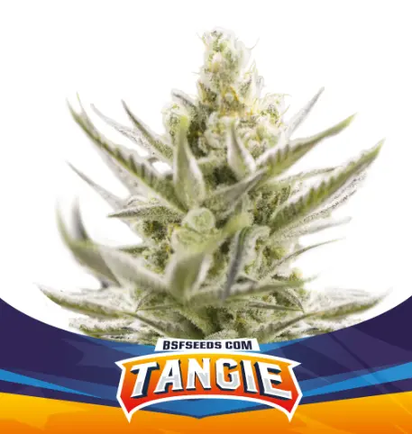 bairesgrow f1e7bc72 b680 4a83 8414 9bcb36b5fa3c369 2.webp
