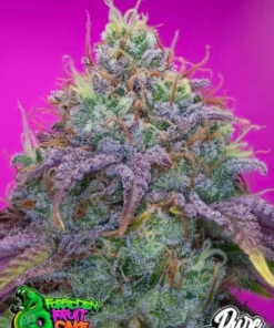bairesgrow f1ee377d 1d59 47cd 9494 e4076ee5412412755.webp