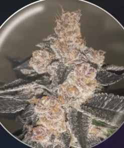 bairesgrow f477901f 9fa4 4588 b5c0 dea0acf7b23b1137.webp