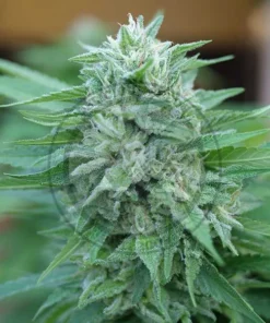 bairesgrow f4c307f9 4c9c 4c16 865e c6ed8ad9e4671102.webp