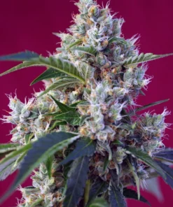 bairesgrow f6f40bf8 2841 4de3 92f1 dd3379506a65318.webp