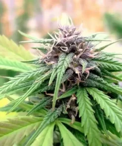 bairesgrow f7f80ca7 d6bb 4e4b 9468 16ca68f678921043.webp