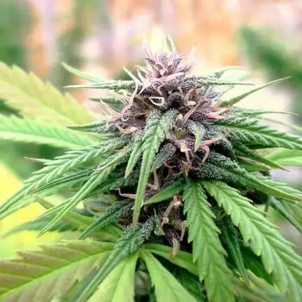 bairesgrow f7f80ca7 d6bb 4e4b 9468 16ca68f678921043.webp