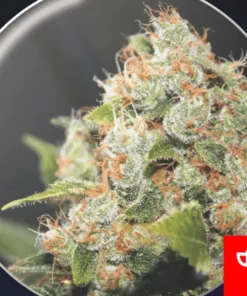 BCN SOUR DIESEL - 3