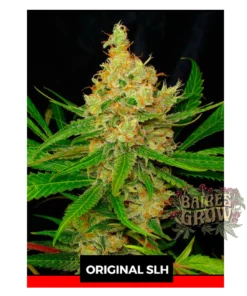 bairesgrow f8b69a9e 3e78 4004 9180 662cdd9424e912235.webp