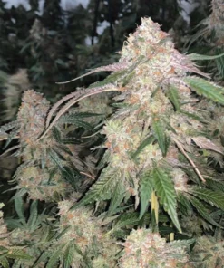 bairesgrow f9177878 4010 4cbf 9574 337635675d851435.webp