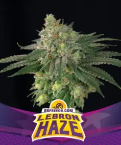 bairesgrow f9c7e0d1 6b6b 4f83 aa55 e378179b7461421.webp