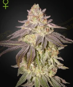 bairesgrow f9d627b8 50f5 405f 9ba5 8b5c9941d42812397.webp