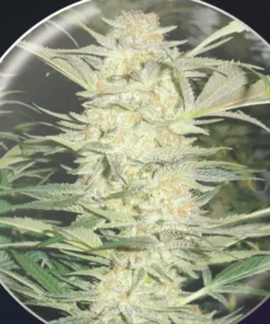 bairesgrow f9e0378c 5876 4dbf 934e cdc504d7d9d51145.webp