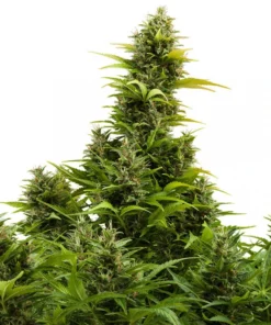 bairesgrow fa9852c9 ad2a 4105 bedf f89e2a8f23402027.webp
