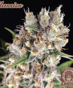 AMNESIA (BUDDHA) X3