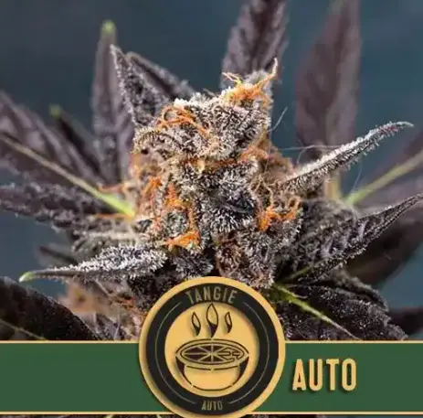 bairesgrow fc4732fb fa52 42d3 837c 7d90e6d518a61193 1.webp