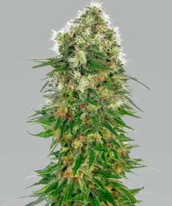 bairesgrow ff2e1f3b ca69 4cd7 a204 397a8867feb01325 1.webp