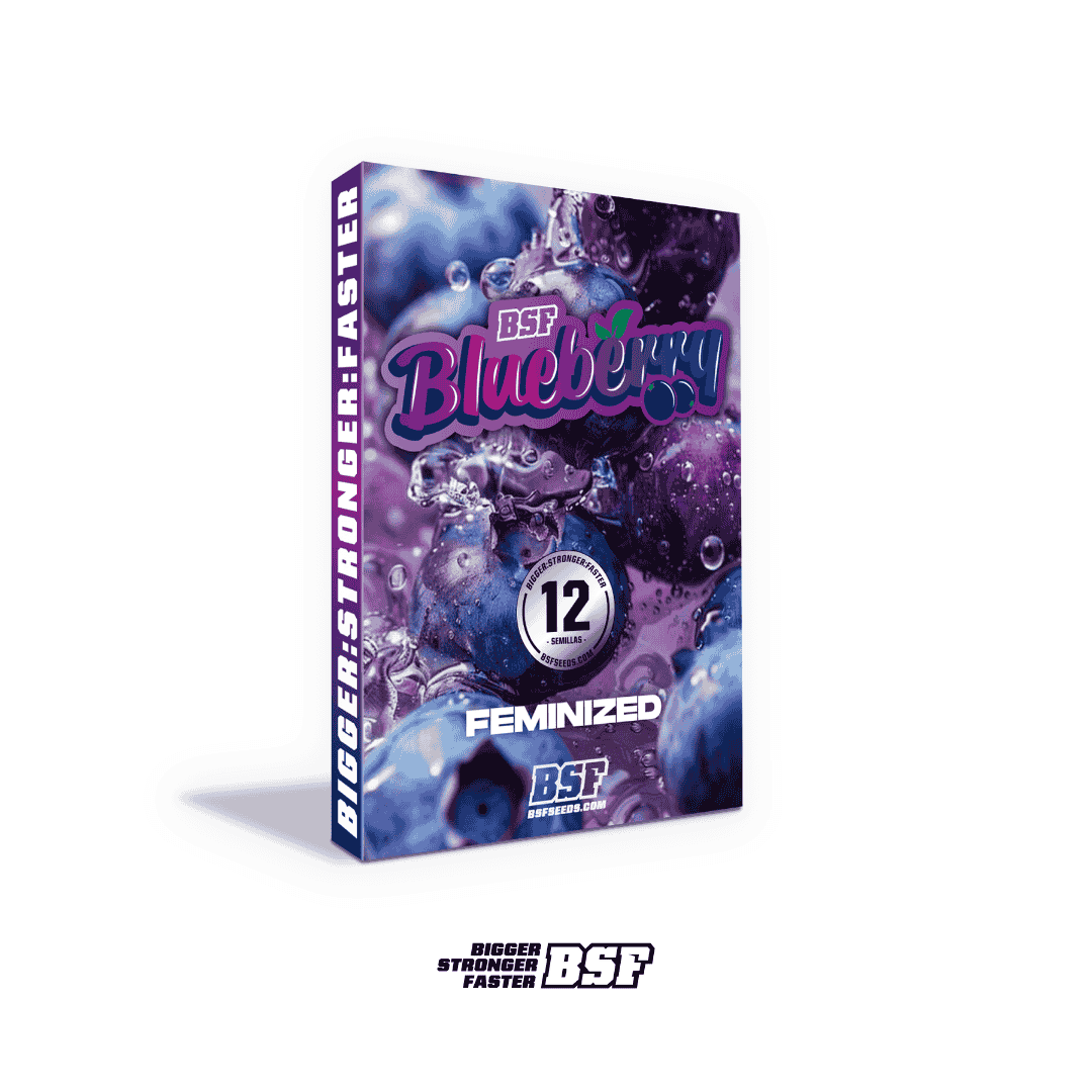 BLUEBERRY FEM