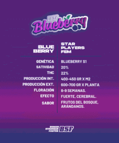 BLUEBERRY FEM - Imagen 3