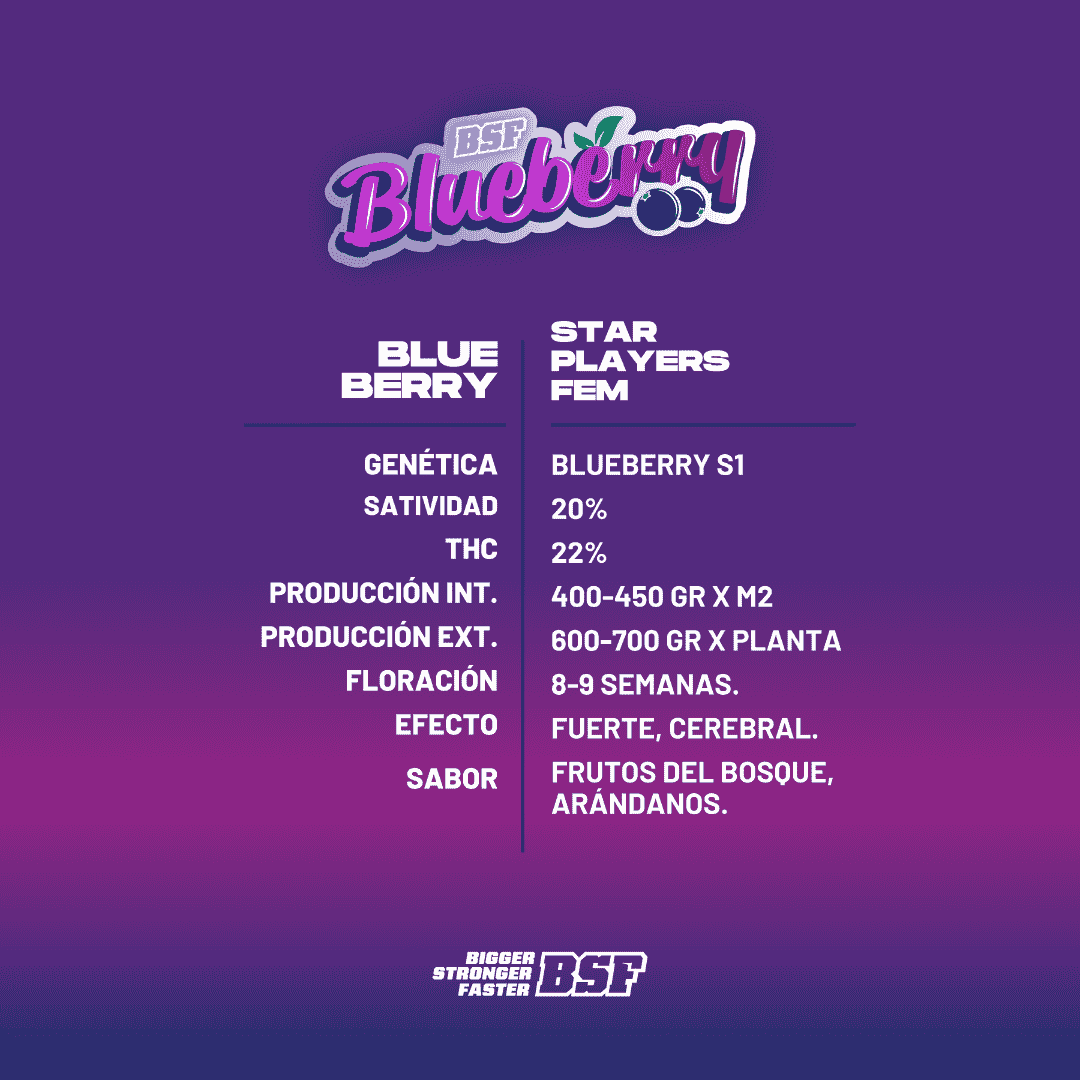 BLUEBERRY FEM - Imagen 3