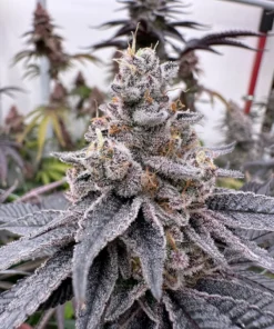 dullbutter 3 semillas