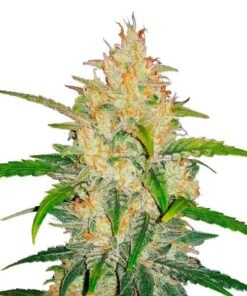 ZKITTLEZ - 5