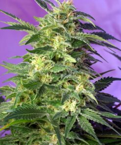killer kush auto