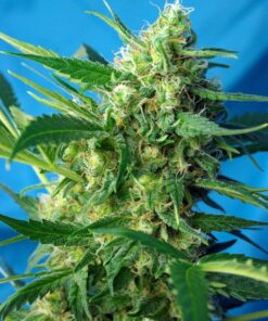 nyc diesel auto
