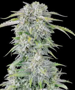 ORIGINAL AFGHAN KUSH - 3