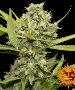 pineapple chunk 5 semillas