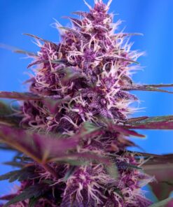 red poison auto