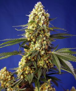 strawberry banana gelato xl auto