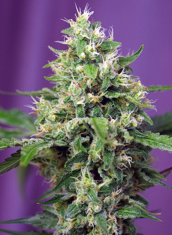 sweet amnesia haze xl auto