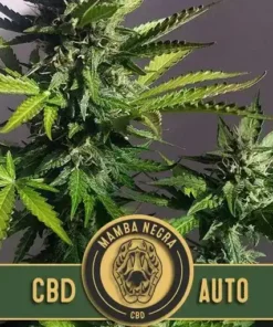 MAMBANEGRAAUTOCBDCANNABISSEEDS