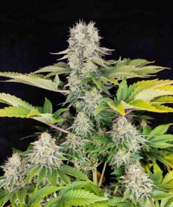 White Widow Buddhaseeds cannabisindica