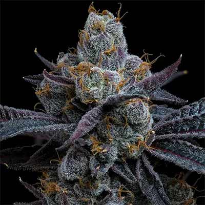 CANDY PACK – 5