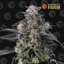 SUPER BOOF – 5