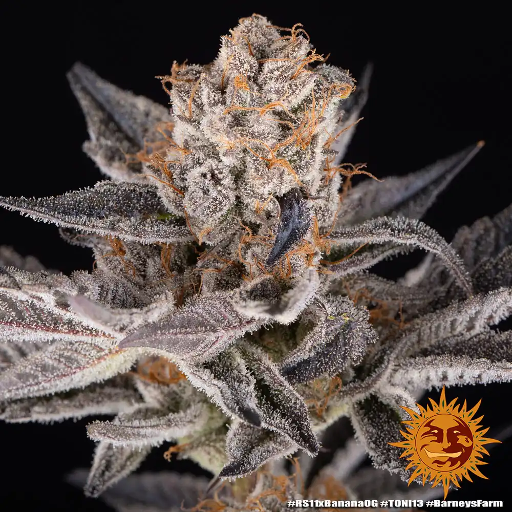 rs11 x banana og 5 319809