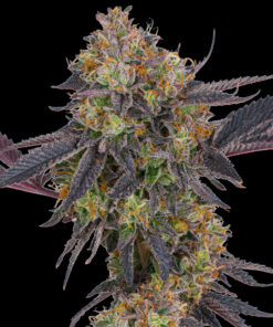 tropicana cherry 2 255368