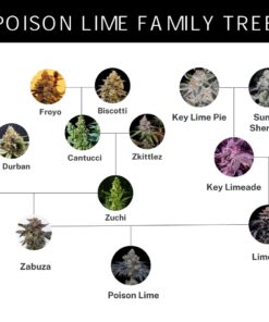 Alternative view of POISON LIME