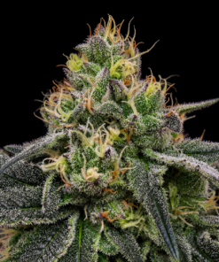 CANDY ROCK