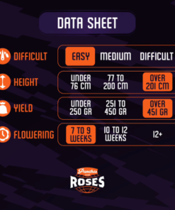 Alternative view of PUNCHES AND ROSES - 5