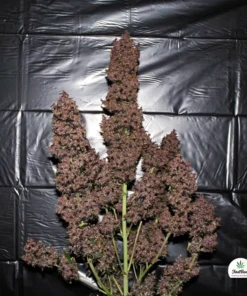 C4 AUTO