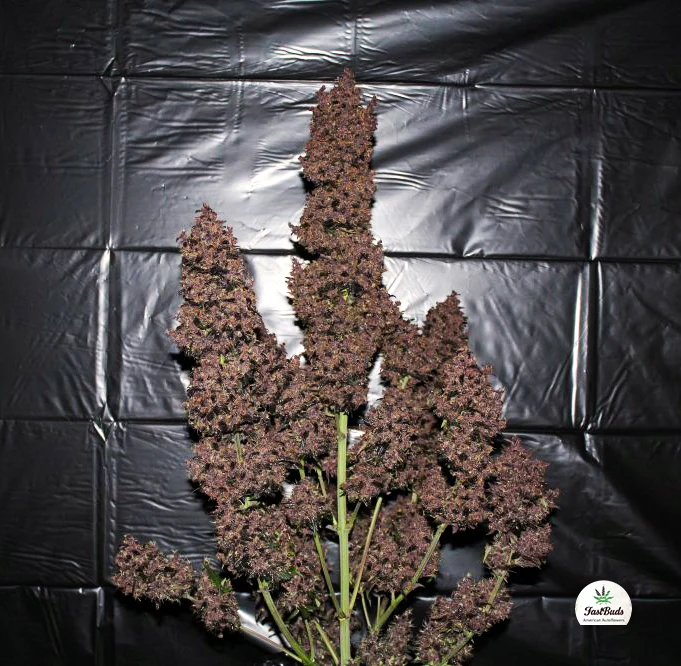 C4 AUTO